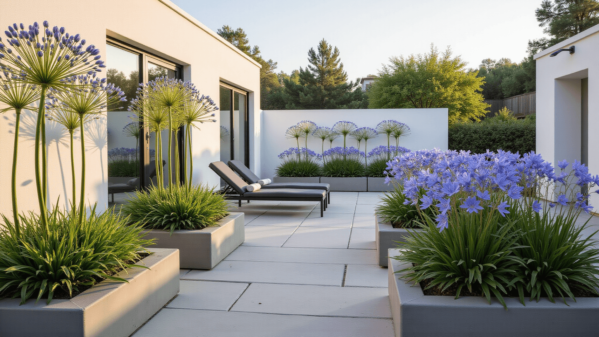Photorealistic wide-angle view of a modern garden terrace at golden hour, featuring tall blue Agapanthus in concrete planters, clean white stucco walls, charcoal loungers, and geometric limestone pavers, with long shadows and soft bokeh in the background.
