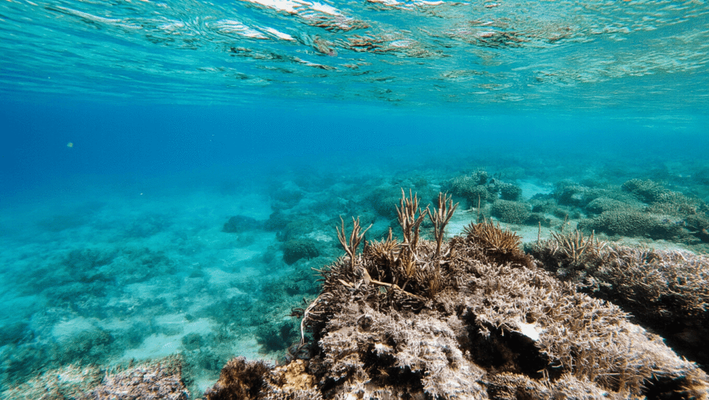 Snorkeling at Bahia Honda: An Engaging Guide to Underwater Adventures "Text message discussing travel article about snorkeling at Bahia Honda instead of the required recipe article"